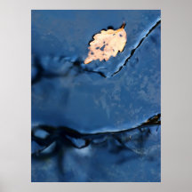 Single Leaf in Smooth Water Poster