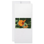 Single orange butterfly on a single orange flower rack cards