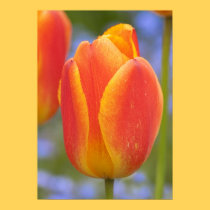 Single Orange Tulip posters