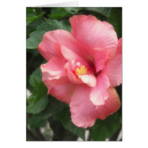 Single Pink Hibiscus 1 Greeting Card