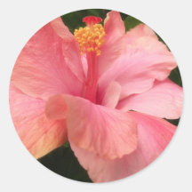 Single Pink Hibiscus 2 Stickers