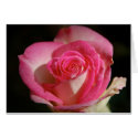 Single Pink Rose Card