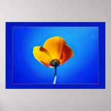single poppy in yellow and blue poster FROM 8.99