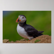 Single Puffin Print