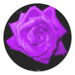 Single purple lilac rose against black jagged stickers