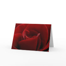 Single Red Rose Card