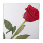 Single Red Rose Flower Tile
