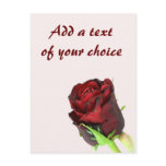 Single red rose on a light pink background