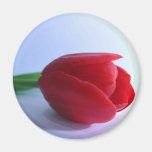Single Red Tulip Fridge Magnet