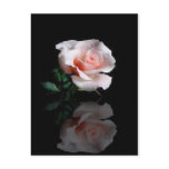 Single Rose postcard