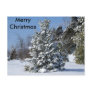 Single Snowladen Evergreen Post Card