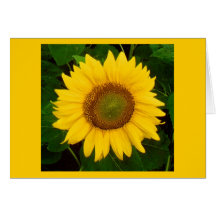 Single Sunflower Green Leaves Yellow Flower Greeting Cards