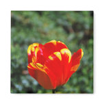 Single tulip