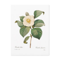 Single white camellia postcards