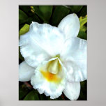 Single White Cattleya posters