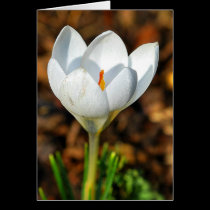 Single white crocus cards
