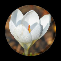 Single white crocus magnets
