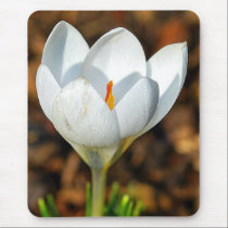 Single white crocus mousepads