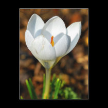 Single white crocus postcards