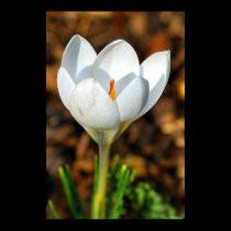 Single white crocus posters