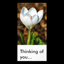 Single white crocus, Thinking of you... photo cards