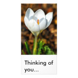 Single white crocus, Thinking of you... photo cards