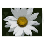 Single White Daisy cards