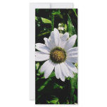 single white flower rack cards