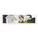 Single White Oleander with Bee 1 Painterly bumper stickers