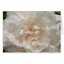 Single White Peony cards