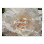 Single White Peony cards