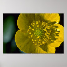 Single Yellow Buttercup flowers Poster