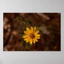 Single Yellow Daisy Poster