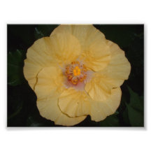 Single Yellow Flower Photo Art