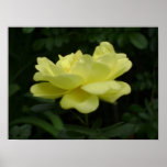 Single Yellow Rose Print