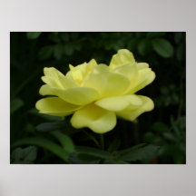 Single Yellow Rose Print