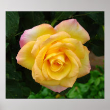 Single Yellow Rose Poster