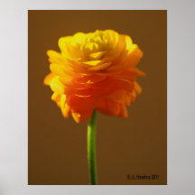 Single Yellow Vernacula Print