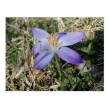 Singular Crocus Post Cards