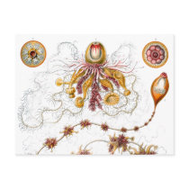 Siphonophorae, Ernst Haeckel Post Cards
