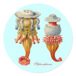 Siphonophorae  - Jellyfish Stickers