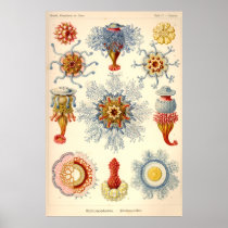 "Siphonophorae" Vintage Illustration Posters