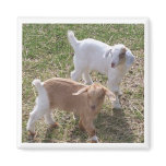 Sister's Goats Fridge Magnets