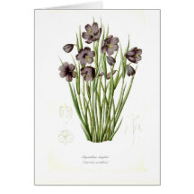 Sisyrinchium douglasii greeting cards