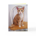 sit for a bit card