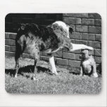 Sit- - - Stay - - - Mousepad