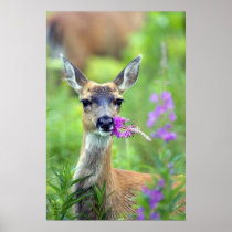 Sitka Black Tailed Deer