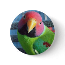 Sittin' Pretty Plum Headed Parakeet