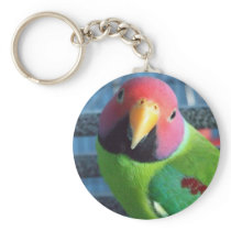 Sittin' Pretty Plum Headed Parakeet