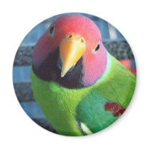 Sittin' Pretty Plum Headed Parakeet